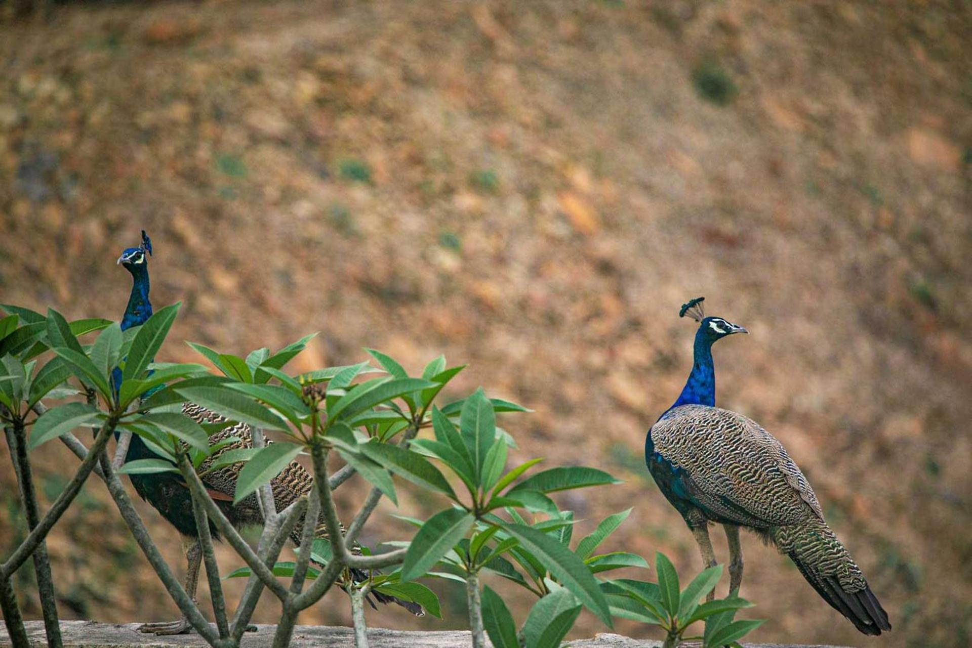 Open House By Stayvista: Nature Retreat with Pool & Expansive Lawn Shikrapur Exterior photo